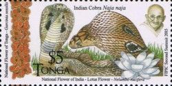 Indian Cobra (Naja naja)