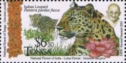 Indian Leopard (Panthera pardus fusca)