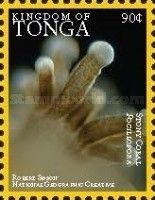 Stony Coral (Pocillopora)
