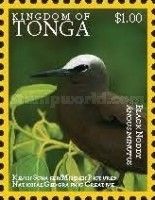 Black Noddy (Anous minutus)