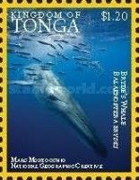 Bryde's Whale (Balaenoptera brydei)