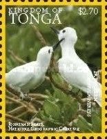 Fairy Tern (Sternula nereis) (see Description)