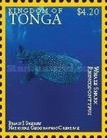 Whale Shark (Rincodon typus)