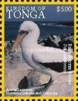 Blue-footed Booby (Sula nebouxii)