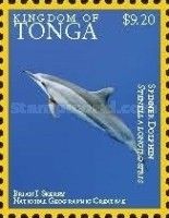 Spinner Dolphin (Stenella longirostris)