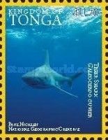 Tiger Shark (Galeocerdo cuvier)