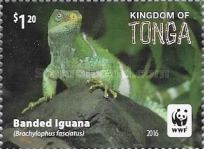 Banded Iguana (Brachylophus fasciatus)