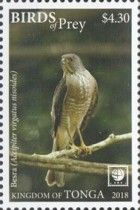 Besra (Accipiter virgatus nisoides)