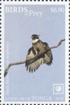 Black Baza (Aviceda leuphotes)