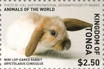 Mini Lop-Eared Rabbit