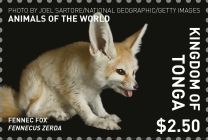 Fennec (Vulpes zerda)