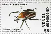 Derby's Flower Beetle (Dicronorhina derbyana)