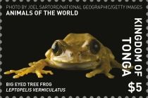 Peacock Tree Frog (Leptopelis vermiculatus)