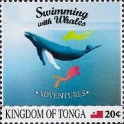 Swimming With Whales