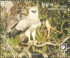 Harpy Eagle (Harpia harpyja)