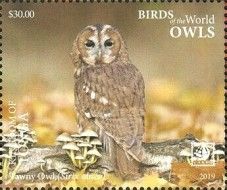 Tawny Owl (Strix aluco)