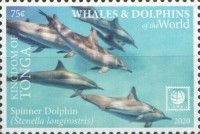 Spinner Dolphin (Stenella longirostris)