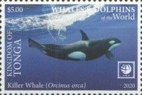 Killer Whale (Orcinus orca)