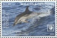 Striped Dolphin (Stenella coeruleoalba)