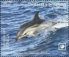 Striped Dolphin (Stenella coeruleoalba)