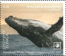 Humpback Whale (Megaptera novaeangliae)