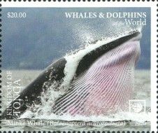 Common Minke Whale (Balaenoptera acutorostrata)