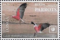 Galah (Eolophus roseicapilla)
