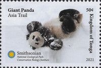 Giant Panda (Ailuropoda melanoleuca)