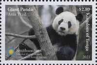 Giant Panda (Ailuropoda melanoleuca)