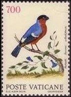 Eurasian Bullfinch (Pyrrhula pyrrhula)