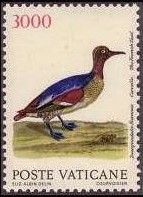 Common Teal (Anas crecca)