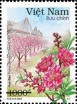Peach Blossom (Prunus persica)
