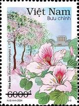 Ban Flower (Bauhinia Variegata)