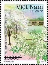 White Sua Flower (Dalbergia tonkinensis)
