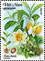 Flowers of Tea Tree