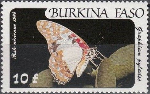 Angola White Lady (Graphium pylades)