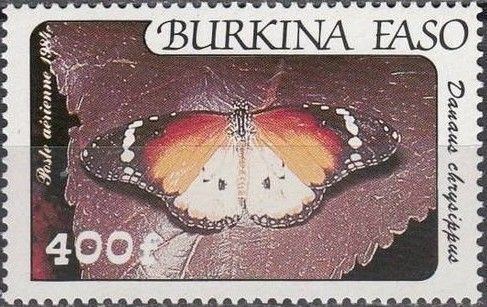African Monarch (Danaus chrysippus)