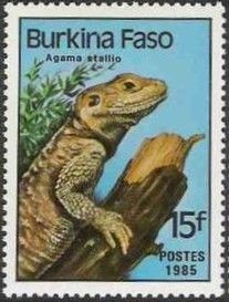 Roughtail Rock Agama (Agama stellio)