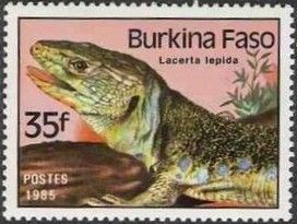 Ocellated Lizard (Lacerta lepida)