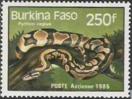 Ball Python (Python regius)