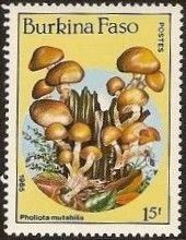 Pholiota mutabilis