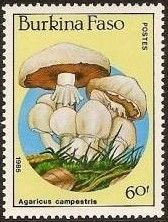 Agaricus campestris