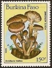 Marasmius scorodonius