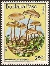 Armillaria mellea