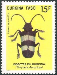 Beetle (Phryneta aurocinta)