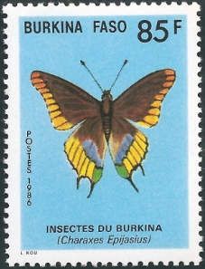 Two-tailed Pasha (Charaxes epijasius)