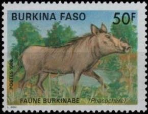 Common Warthog (Phacochoerus africanus)