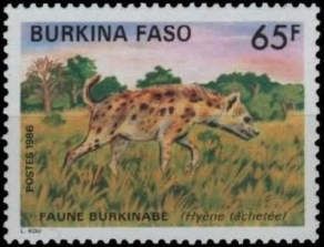 Spotted Hyena (Crocuta crocuta)