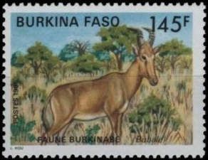 Western Hartebeest (Alcelaphus buselaphus major)
