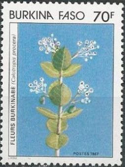 Calotropis procera
